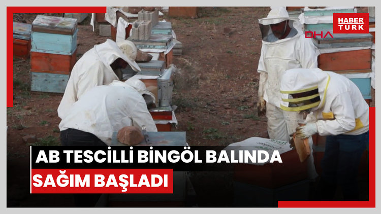 AB tescilli Bingöl balında sağım başladı