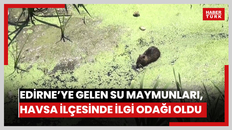 Bulgaristan'daki taşkınlarla Edirne'ye gelen su maymunları, Havsa ilçesinde ilgi odağı oldu