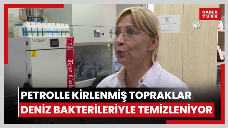 Petrolle kirlenmiş topraklar deniz bakterileriyle temizleniyor
