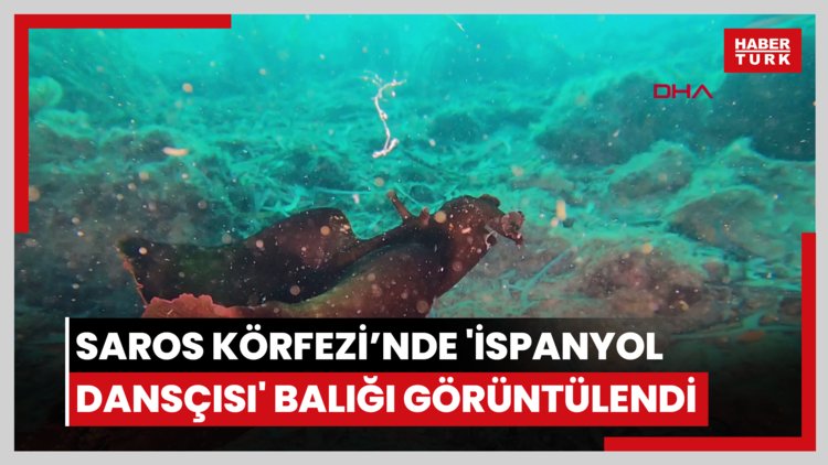 Saros Körfezi'nde 'İspanyol dansçısı' balığı görüntülendi