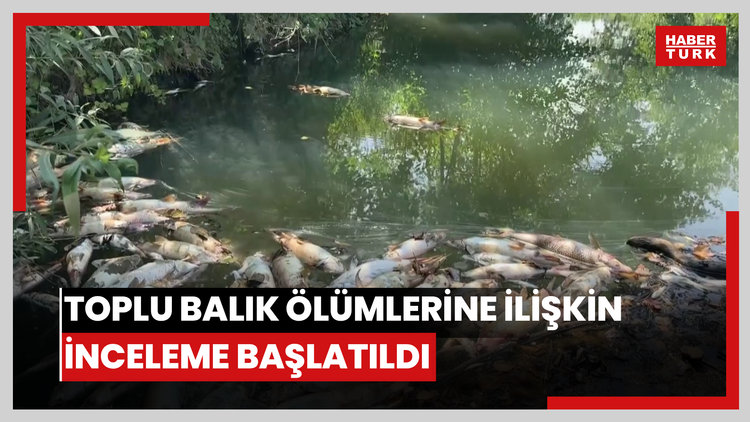 Toplu balık ölümlerine ilişkin inceleme başlatıldı