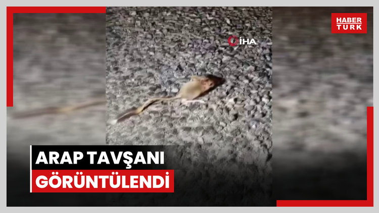 Kırmızı listede yer alıyor, Tunceli'de görüntülendi