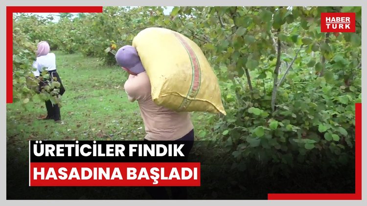 Ordu'da üreticiler fındık hasadına başladı