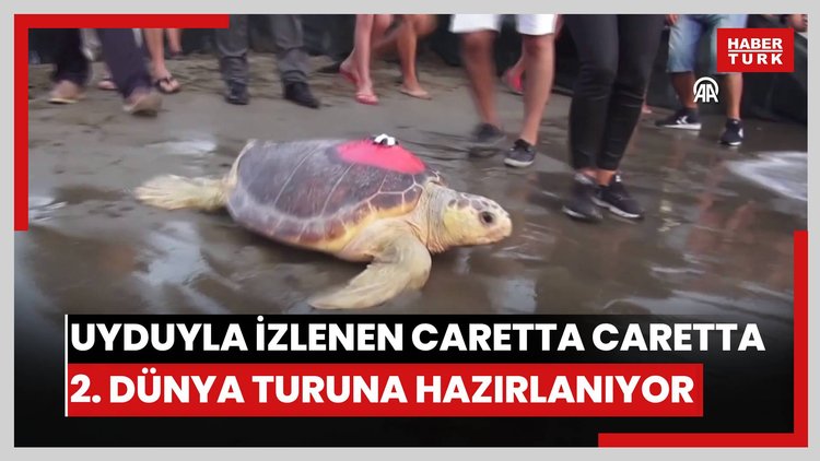 Uydu cihazıyla izlenen caretta caretta "Tuba" ikinci dünya turuna hazırlanıyor