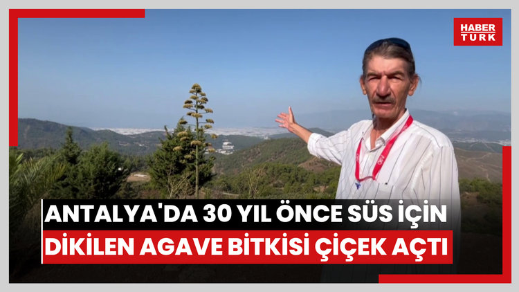 Antalyada 30 yıl önce süs için dikilen Agave bitkisi çiçek açtı
