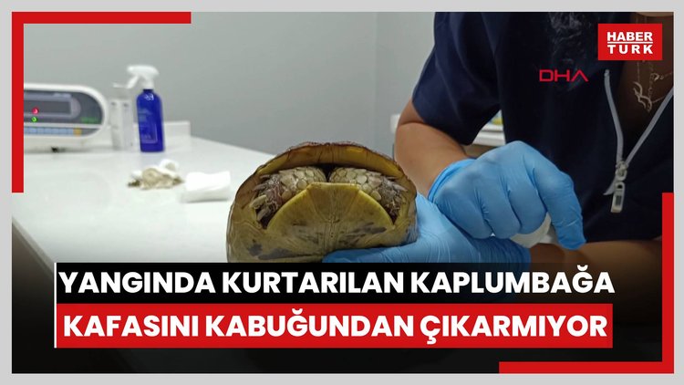 Yangında kurtarılan kaplumbağa, travma nedeniyle kafasını kabuğundan çıkarmıyor
