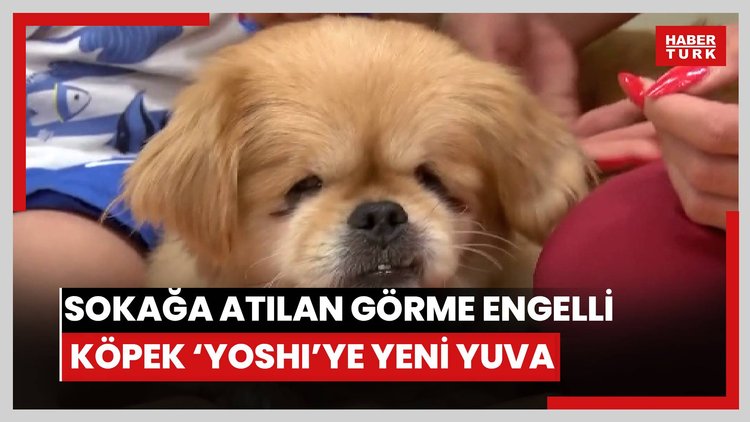 Sokağa atılan görme engelli köpek 'Yoshi'ye yeni yuva