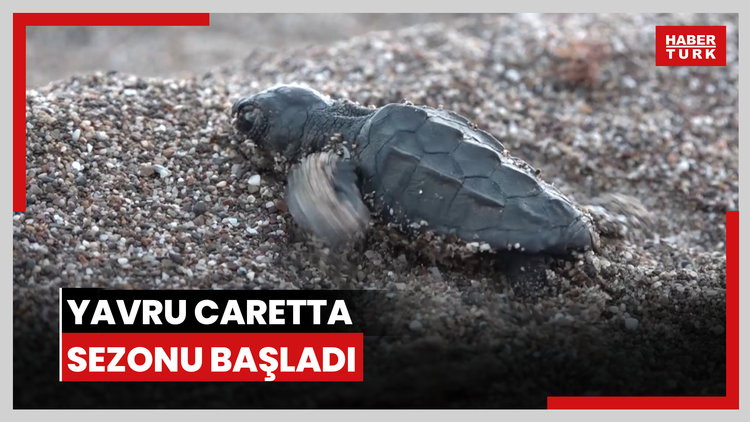 Yavru caretta sezonu başladı