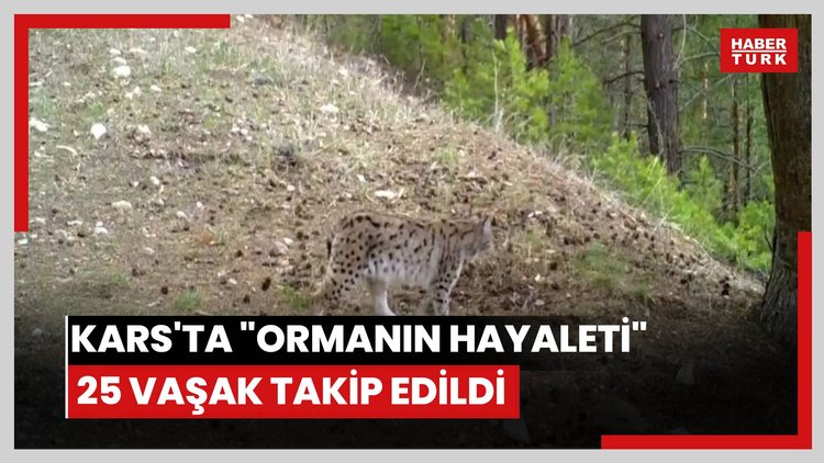 Kars'ta "ormanın hayaleti" 25 vaşak uydu vericisiyle takip edildi