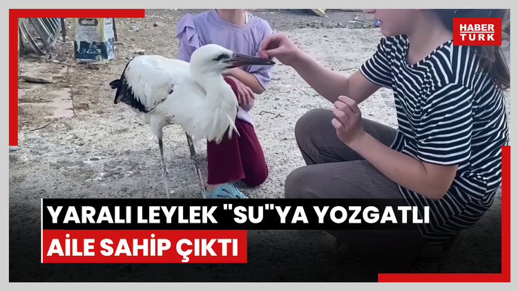 Yaralı leylek "Su"ya Yozgatlı aile sahip çıktı