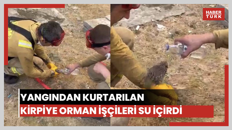 Alevlerden kurtulan kirpiye su içirdiler