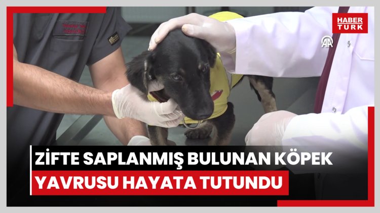 Zifte saplanmış bulunan köpek yavrusu uzman ellerde hayata tutundu