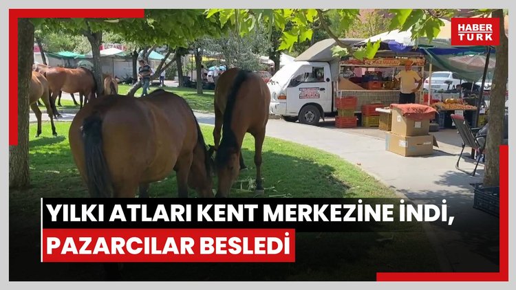 Yılkı atları kent merkezine indi, pazarcılar kavun ve karpuz ile besledi