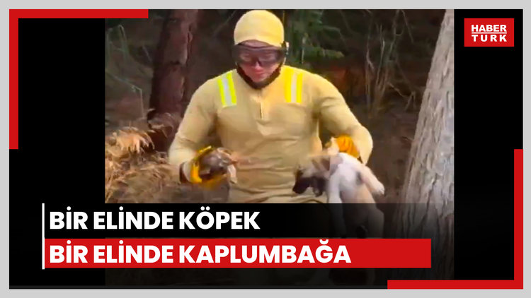 Köpek yavrusunu ve kaplumbağayı böyle kurtardı