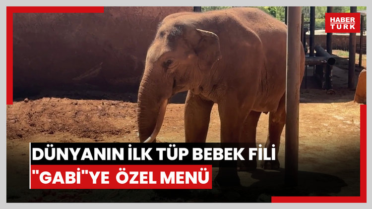 Dünyanın ilk tüp bebek fili "Gabi"ye Dünya Fil Gününde özel menü