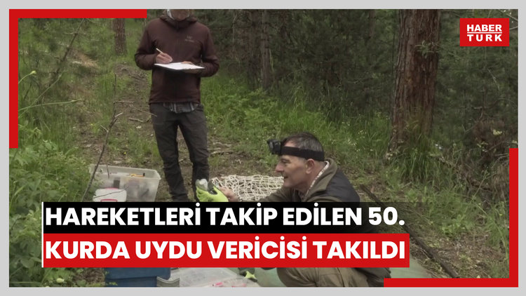 Hareketleri takip edilen 50'nci kurda uydu vericisi takıldı