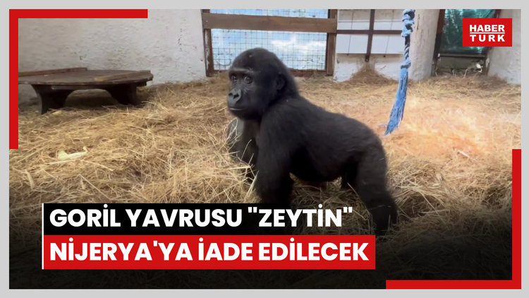Goril yavrusu "Zeytin" Nijeryaya iade edilecek