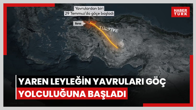 Yaren leyleğin yavruları göç yolculuğuna başladı
