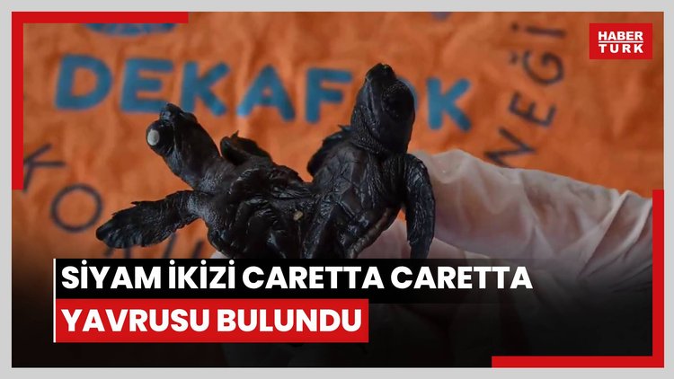 Manavgat'ta ender rastlanan olay: Siyam ikizi Caretta caretta yavrusu bulundu