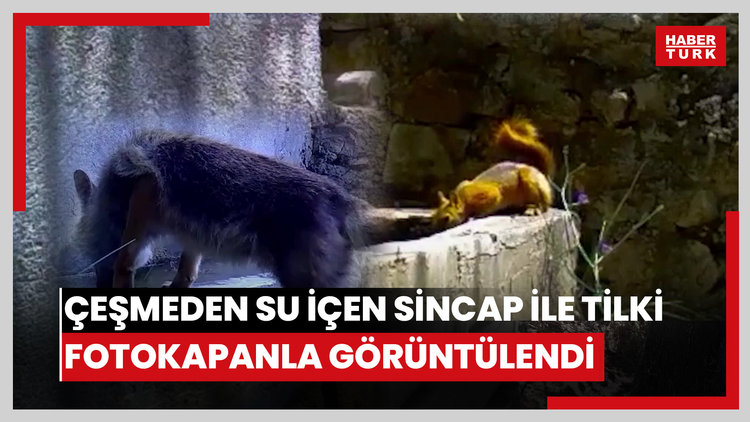 Uludağda çeşmeden su içen sincap ile tilki fotokapanla görüntülendi