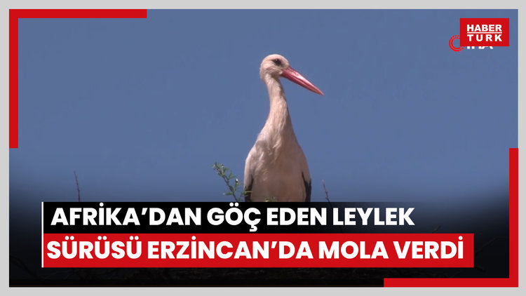 Afrika'dan göç eden leylek sürüsü Erzincan'da mola verdi