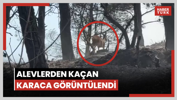 Gelibolu yangınında alevlerden kaçan karaca görüntülendi