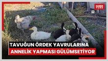 Tavuğun ördek yavrularına annelik yapması gülümsetiyor