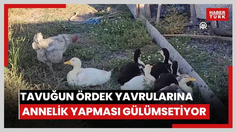 Tavuğun ördek yavrularına annelik yapması gülümsetiyor
