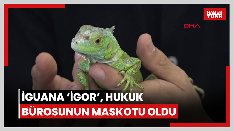 İguana 'İgor', hukuk bürosunun maskotu oldu