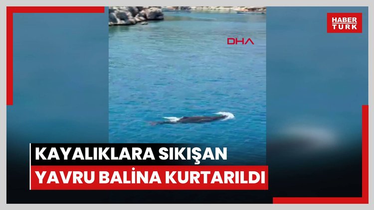 Kayalıklara sıkışan yavru balina kurtarıldı