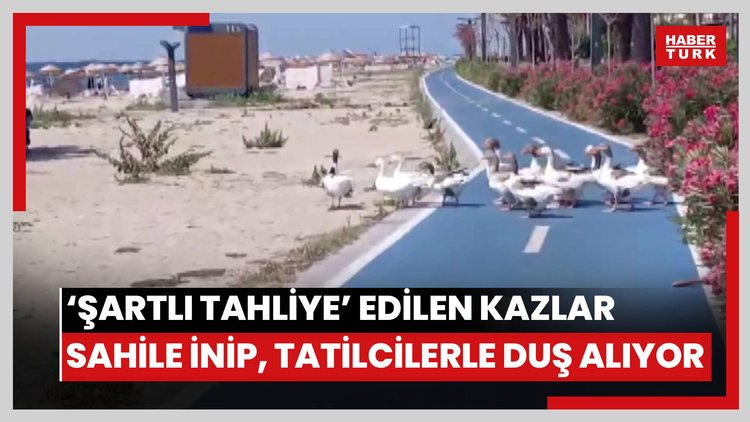 'Şartlı tahliye' edilen kazlar sahile inip, tatilcilerle duş alıyor