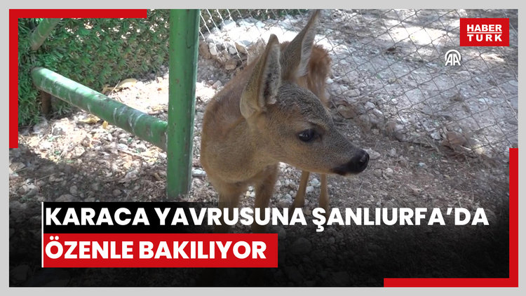 Kiliste bulunan karaca yavrusuna Şanlıurfa'da özenle bakılıyor