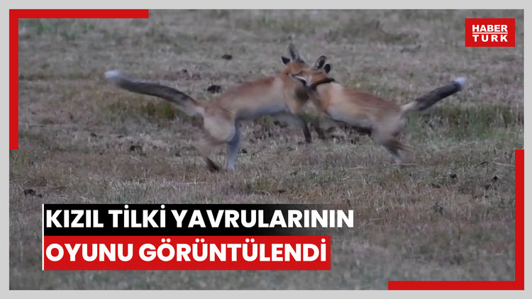 Kızıl tilki yavrularının oyunu görüntülendi