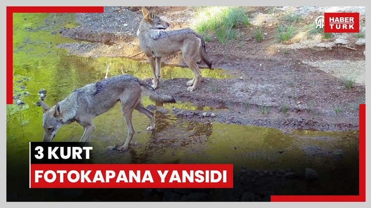 3 kurt fotokapana yansıdı