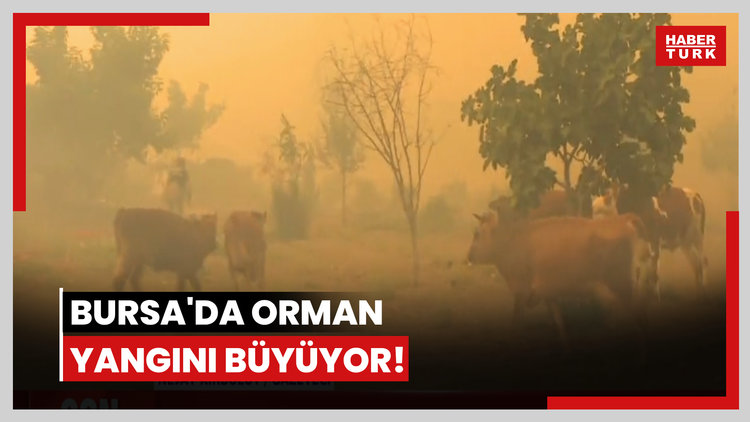 Bursa'da orman yangını büyüyor! Bursa Yenişehir orman yangınında son durum nedir?