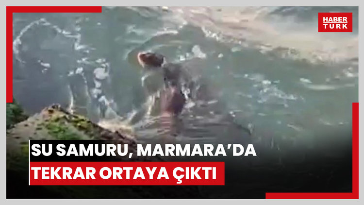 Temiz sularda yaşayan su samuru, Marmara'da tekrar ortaya çıktı.