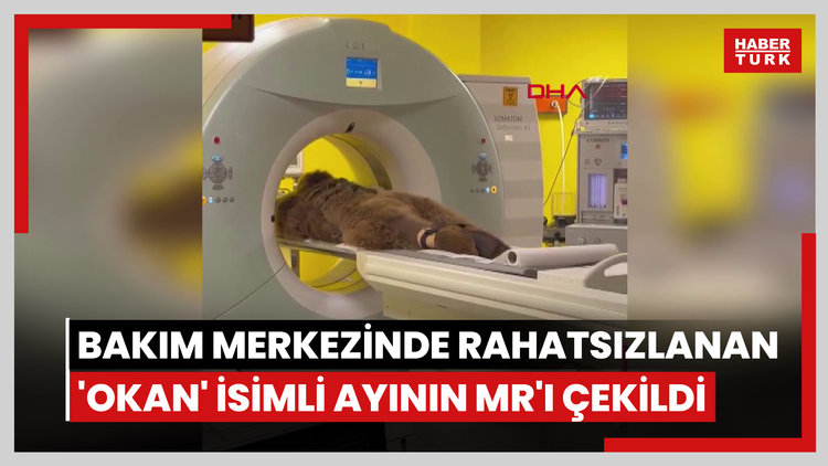 Çekmeköy'de bakım merkezinde rahatsızlanan 'Okan' isimli ayının MR'ı çekildi; tedavi edildi