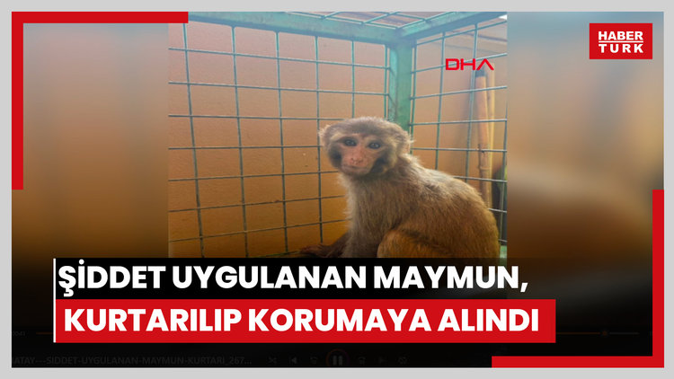 Şiddet uygulanan maymun, kurtarılıp korumaya alındı