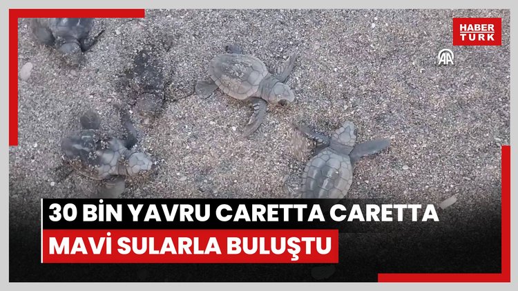 İztuzu sahilinde 30 bin yavru caretta caretta mavi sularla buluştu