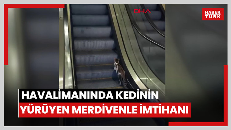 Havalimanında kedinin yürüyen merdivenle imtihanı