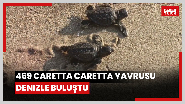 Aydın ve İzmir'de 9 yuvadan çıkan 469 caretta caretta yavrusu, denizle buluştu