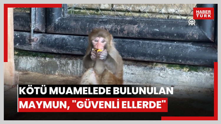 Kötü muamelede bulunulan maymun, Mersin'de artık "güvenli ellerde"