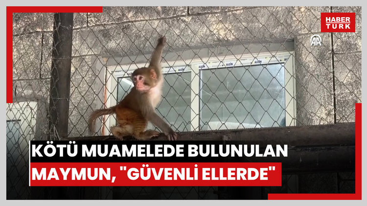 Kötü muamelede bulunulan maymun, Mersin'de artık "güvenli ellerde"