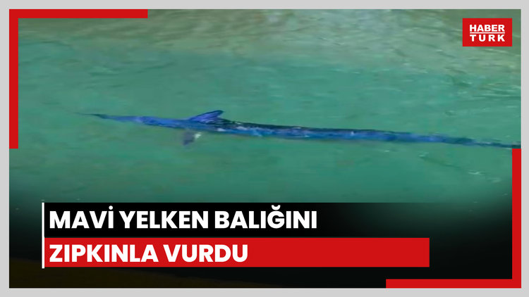Mavi yelken balığını zıpkınla vurdu