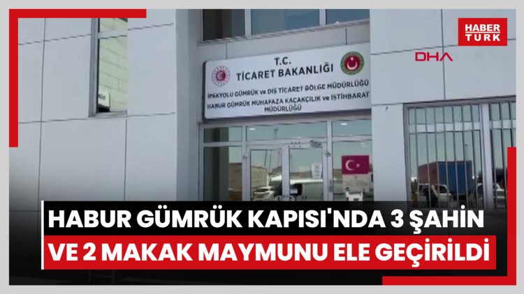 Habur Gümrük Kapısı'nda 3 şahin ve 2 makak maymunu ele geçirildi