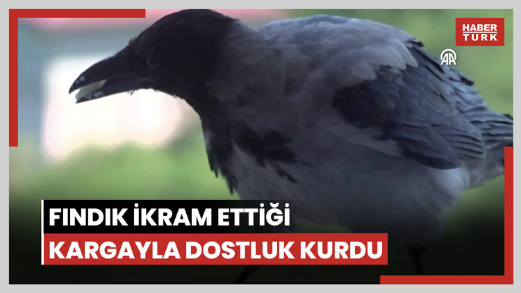 Fındık ikram ettiği kargayla dostluk kurdu