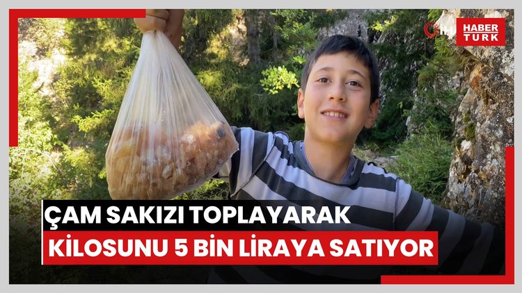 Artvinli minik Eymen hafta sonları çam sakızı toplayarak kilosunu 5 bin liraya satıyor