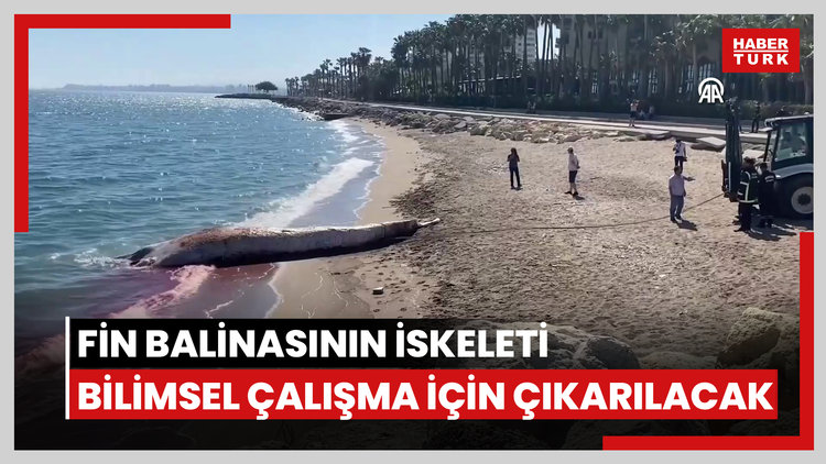 4 yıl önce gömülen Fin balinasının iskeleti bilimsel çalışma için çıkarılacak