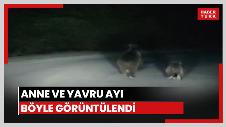 Anne ve yavru ayı görüntülendi