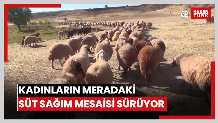 Kadınların meradaki süt sağım mesaisi sürüyor